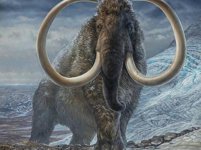 利用象牙内的同位素重建生活在1.7万年前北极猛犸象的生活史
