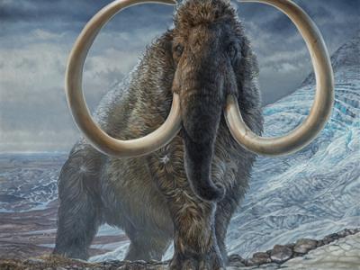1.7万年前一头猛犸象在28年里走过的距离相当于绕地球两圈