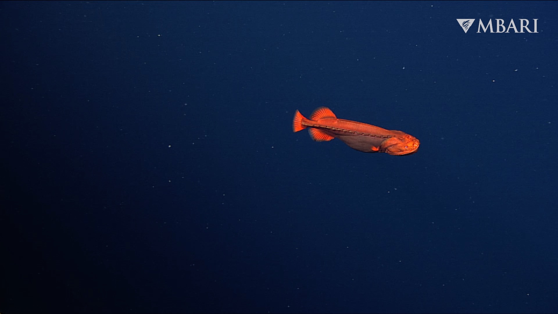 美国加州蒙特利湾深海发现“橙色幽灵鱼”Whalefish 过去34年只发现过18次
