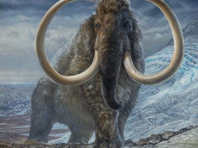 科学家追踪一头生活在17000多年前的猛犸象的整个生命轨迹