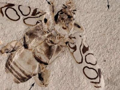 博物馆展出多年的化石原来是蛙腿甲虫新物种