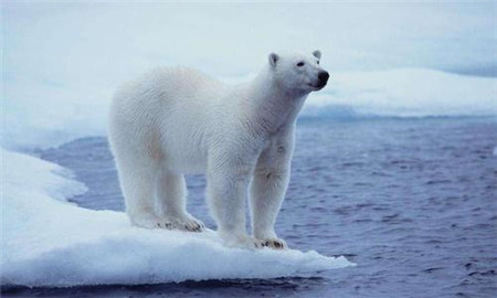 北极熊的毛是什么颜色的?并非我们所见到的白色