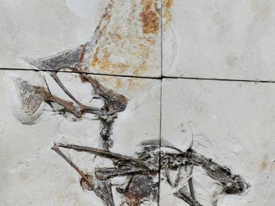 巴西警方突袭中查获的惊人化石揭示史前飞行爬行动物帆冠雷神翼龙的秘密