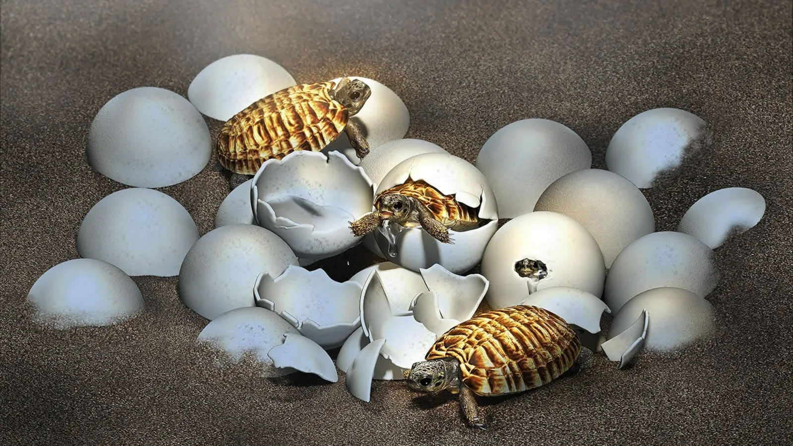 在中国发现的一个蛋化石带来了一个惊喜：一只史前巨龟的宝宝。插图：MASATO HATTORI