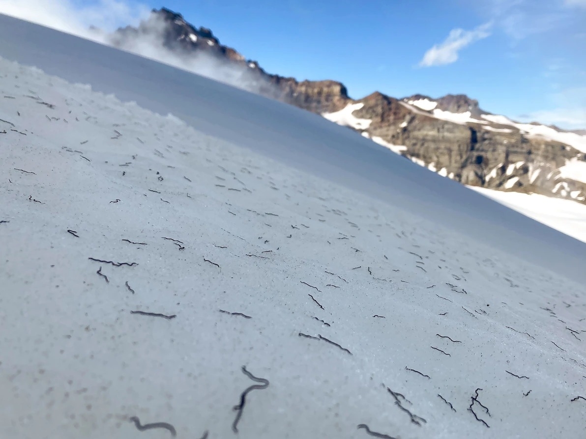 冰河上的冰虫栖息地正在消失