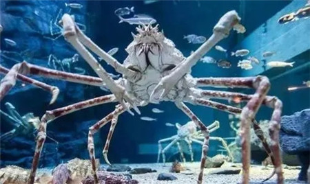 日本蜘蛛蟹吃人案件,巨型蜘蛛蟹连吃60人
