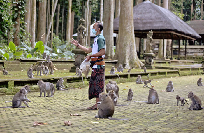 印尼观光胜地峇里岛受疫情影响游客数锐减，当地仰赖游客喂食的猴群因而屡屡闯入民宅抢食。图为森林保护区营运经理莫翁（Made Mohon）拿食物安抚猴子。（图／达志