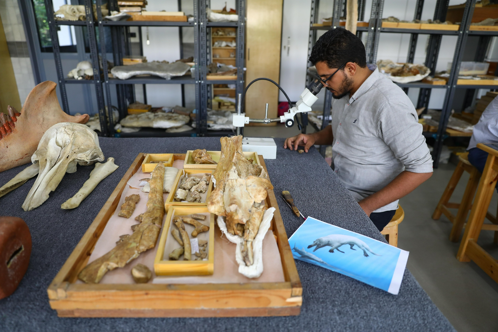 埃及“鲸鱼谷”发现的4300万年前半水生鲸化石揭示早期鲸类如何从陆地走向海洋