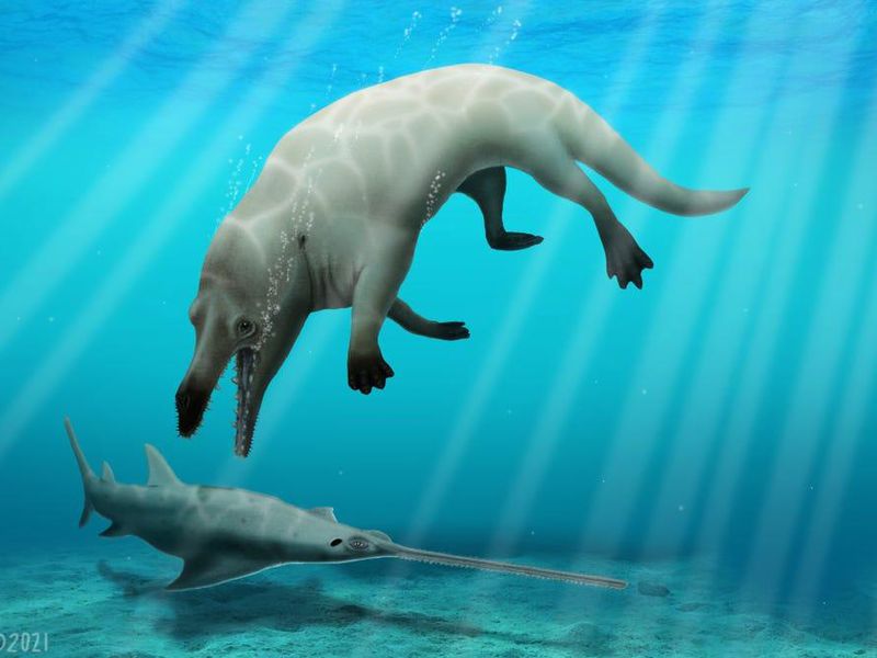 研究人员以古埃及神话中的死神“阿努比斯”命名这个新的鲸物种