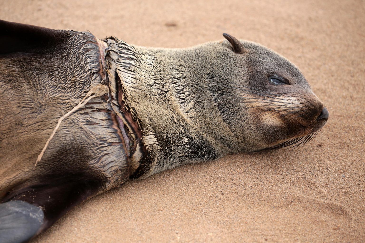 渔线和渔网已经对非洲毛皮海狮产生重大影响