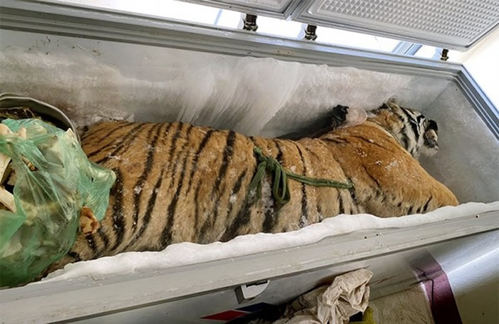越南河静省一处民宅冷冻柜打开发现一只160公斤的“冷冻老虎”