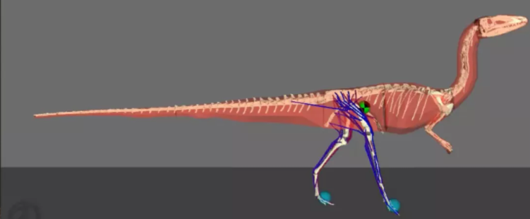 某些双足行走的恐龙可能通过来回摆动尾巴来帮助移动 像人类摆动手臂