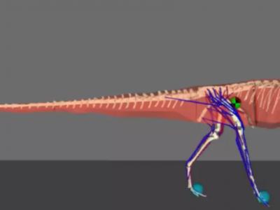 某些双足行走的恐龙可能通过来回摆动尾巴来帮助移动 像人类摆动手臂