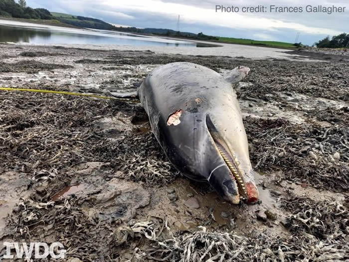 英国康瓦尔郡瓶鼻海豚Nick在港口跟人玩爆红 3周后被船撞死陈尸海湾