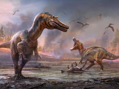 英国怀特岛发现的“鳄鱼”头骨化石属于两个棘龙新物种