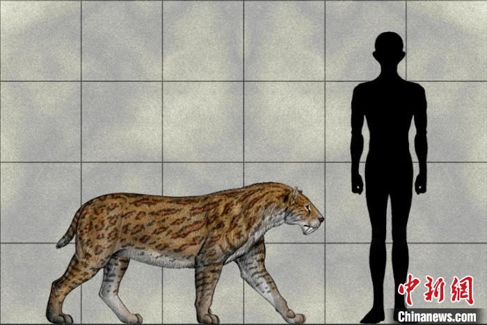 “意外巨颏虎”复原图与人类体型对比。陈瑜 绘 中科院古脊椎所 供图