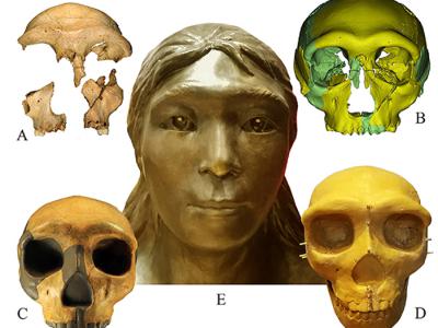 《人类进化杂志》：研究发现30万年前华龙洞古人类面部呈现镶嵌性形态特征