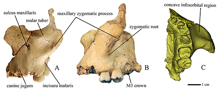 华龙洞6号左侧上颌骨及颧骨