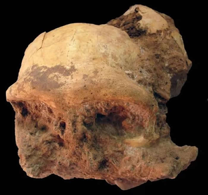 华龙洞 6号古人类化石