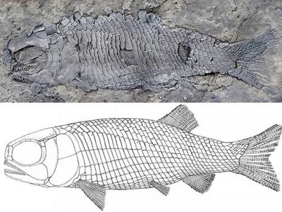 云南三叠纪海相地层发现世界上最古老的肋鳞裂齿鱼类化石——亚洲肋鳞裂齿鱼