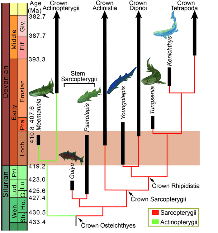 扇鳍鱼类冠群及肉鳍鱼类冠群最古老的代表肺鱼形类杨氏鱼(Youngolepis)主要生活于早泥盆世洛赫考夫期（419.2±3.2~410.8±2.8 Ma)，肉鳍
