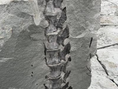 四川隆昌县一工地在采石施工过程中发现疑似蜥脚类恐龙尾椎骨化石