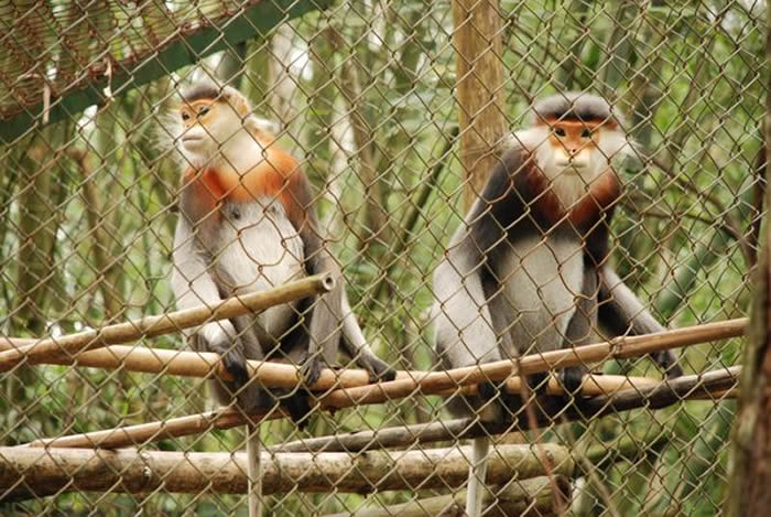 越南盗猎者在广义省森林射杀5只极危的白臂叶猴 野生仅剩1000只