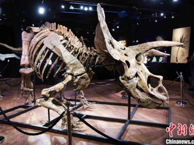 世界最大三角龙化石骨架在法国巴黎德鲁奥拍卖行拍出665万欧元