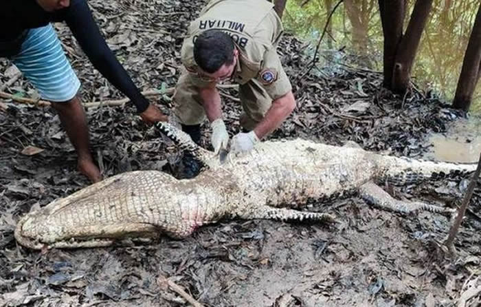 巴西男子在亚马逊河域捕鱼时遭到海盗攻击 最后在一条3公尺长巨鳄中找到他的遗体