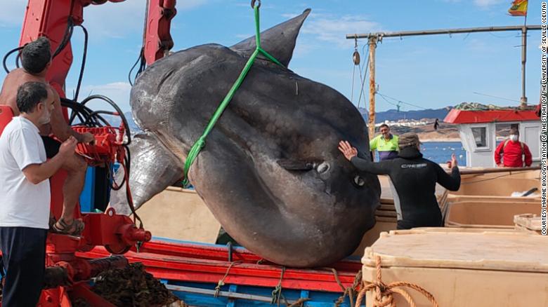 渔民捕到一只2吨重巨大曼波鱼（翻车鱼） 请来研究人员观察纪录后放回大海