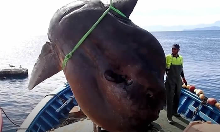 渔民捕到一只2吨重巨大曼波鱼（翻车鱼） 请来研究人员观察纪录后放回大海