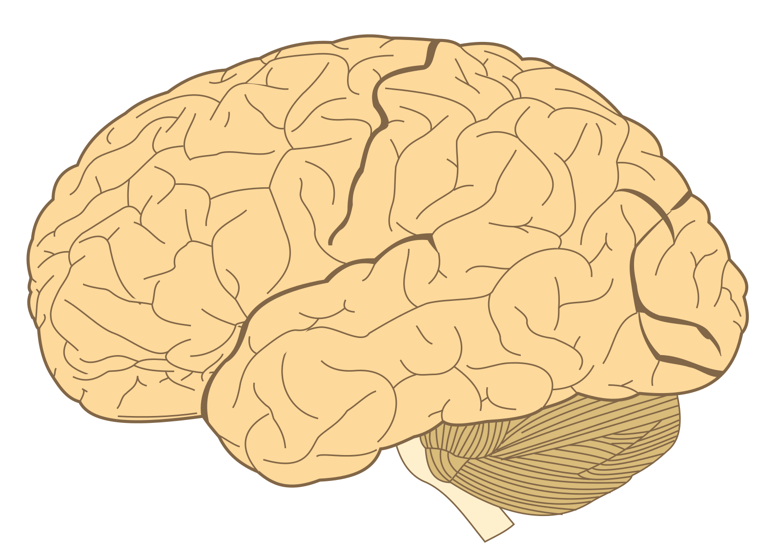 跟更新世人类祖先的大脑相比 我们的大脑更小