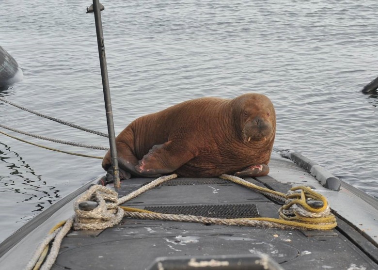 一头雌性海象爬上荷兰登海尔德港口的海军潜艇上休息