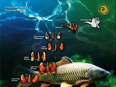 《中国科学：地球科学》：新生代以来草鱼类咽喉齿的演化与时空分布及其古环境研究