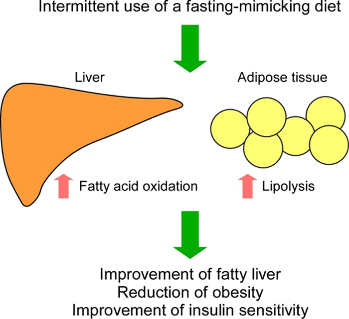 间歇性节食可以有效改善非酒精性脂肪性肝病（脂肪肝）