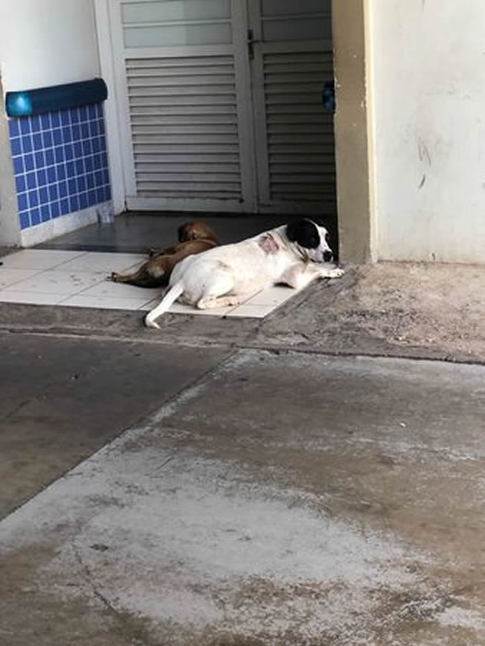 巴西男子癫痫发作送医 2只忠犬坚持坐上救护车趴在急诊室外守了一晚