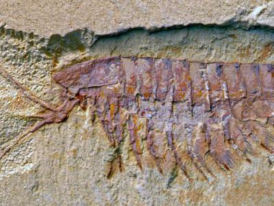 破译数亿年前的“无字天书”——记云南大学古生物研究团队的化石情缘