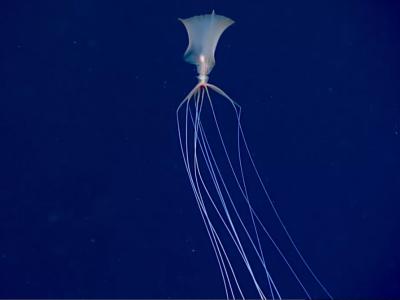 NOAA科学家拍摄到深海中难以捉摸的大鳍鱿鱼