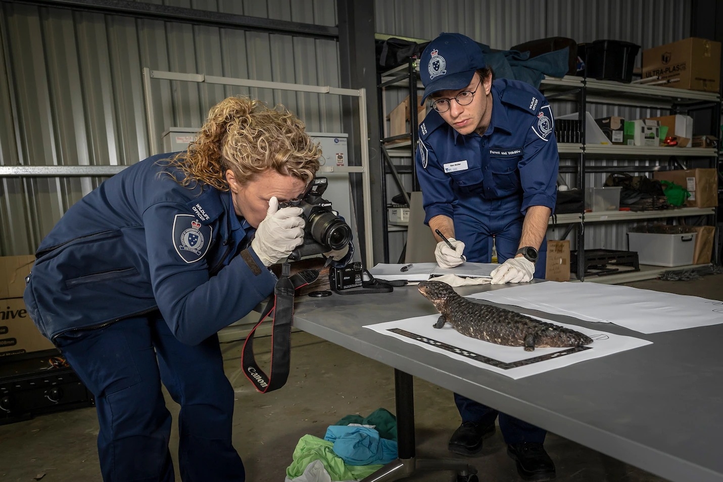 资深森林与野生动物警察艾比．史密斯（Abby Smith），正为2019年2月在墨尔本查缉到的一只松果蜥拍照存证。松果蜥是国际非法宠物贸易市场上最受欢迎的爬行类