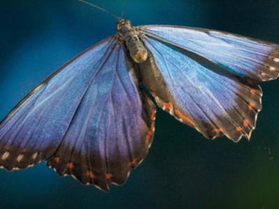 闪蝶属蝴蝶进化出复杂的适应性空气动力学 使它们能够在亚马逊热带森林栖息地中飞行