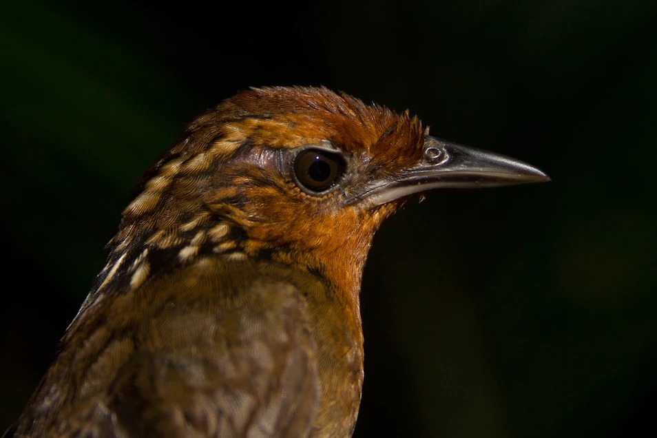 歌鹪鹩（musician wren）以其独特的声音知名，是亚马逊雨林中受到气候变迁影响的诸多定居性鸟类之一。学者分析了从1979到2019年、长达40年间77种