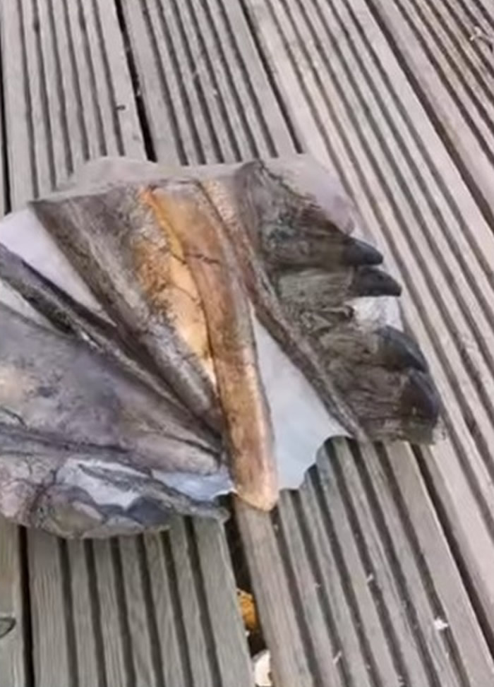 英国东约克郡化石猎人新发现的化石证实是有2亿年历史的泰曼鱼龙