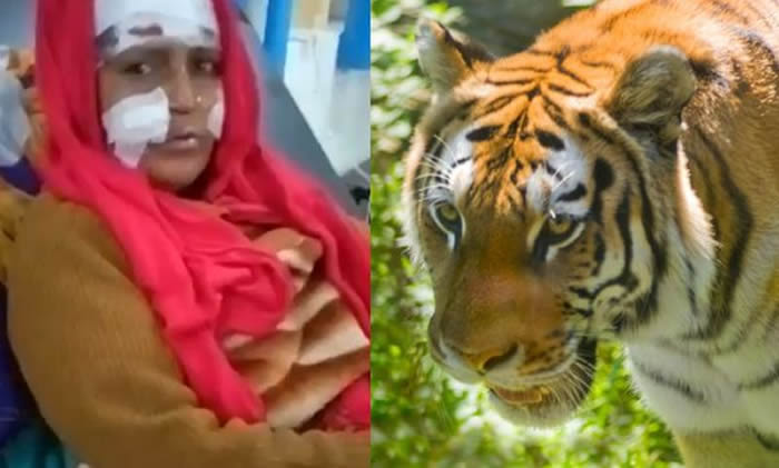 印度北阿坎德邦女子被老虎咬着头部拖进森林 用镰刀拚死反击成功逃生