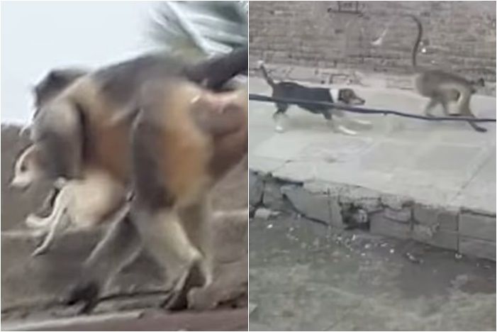 印度村庄小猴子被狗杀死 猴群展开报复屠杀250只狗