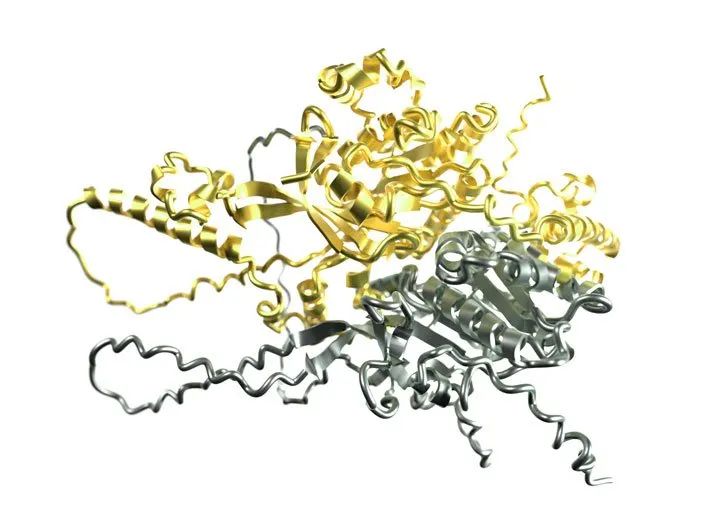 人工智能预测了两种蛋白质如何形成参与酵母DNA修复的复合体