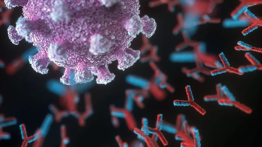 艺术家描绘的单克隆抗体（红色和蓝色）攻击新冠病毒（紫色）的概念图