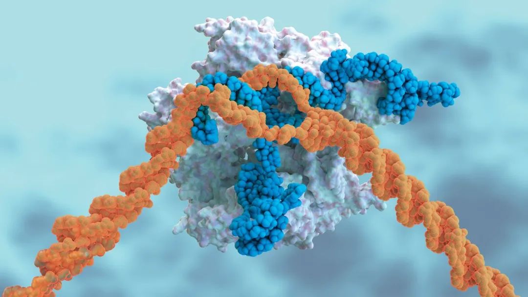 来自CRISPR注射的引导。RNA（蓝色）将DNA切割酶（白色）引导至其目标（橙色）