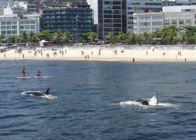 巴西里约热内卢的伊帕内马海滩出现杀人鲸一家3口
