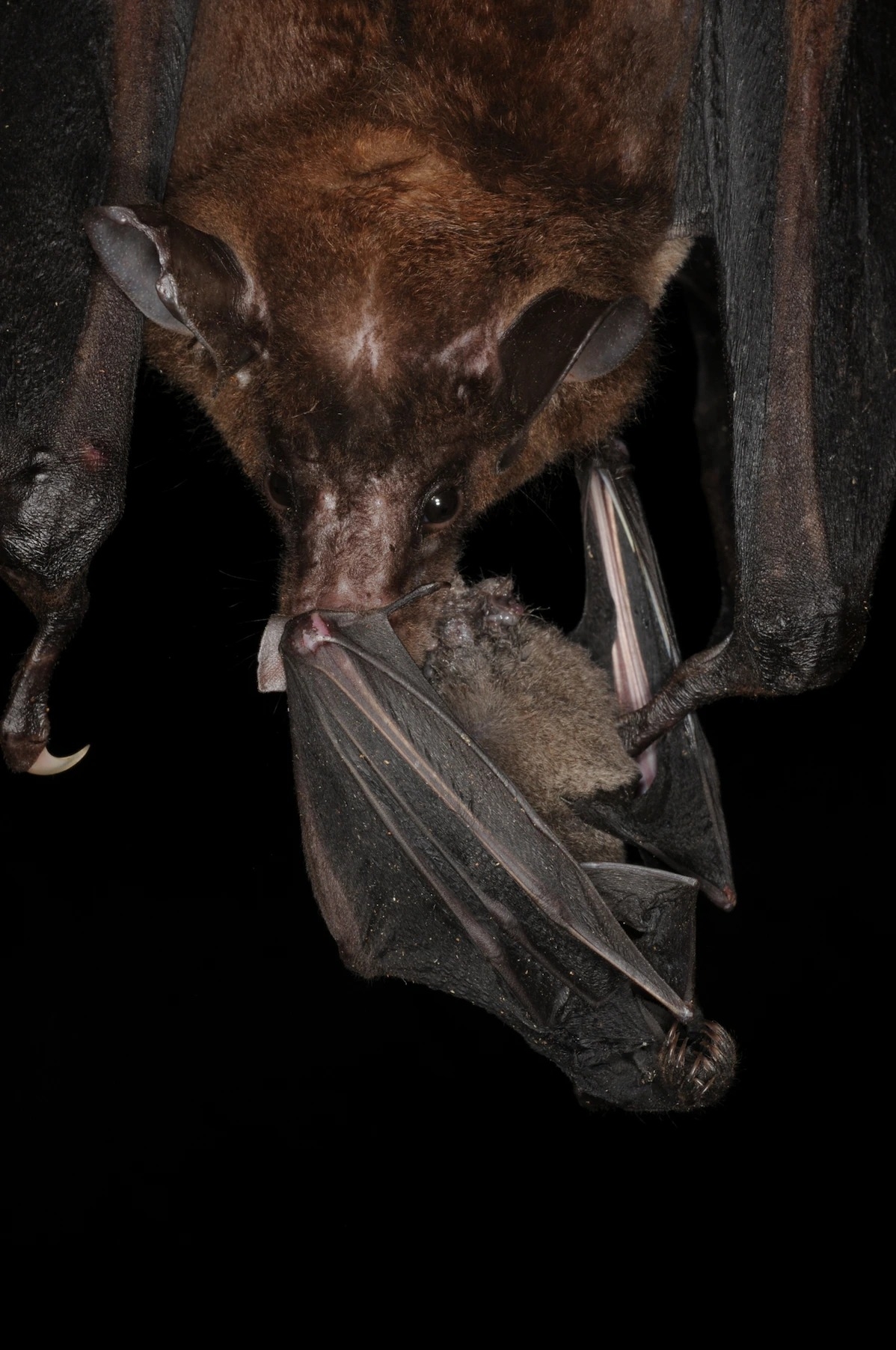 西半球最大的蝙蝠──鬼伪吸血蝠正在大啖一只短尾叶鼻蝠（ short-tailed bat ）。 PHOTOGRAPH BY MARCO TSCHAPKA