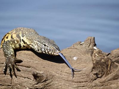 澳洲破获野生动物走私案件 7只蓝舌蜥蜴隐藏于玩具恐龙中试图偷运至香港
